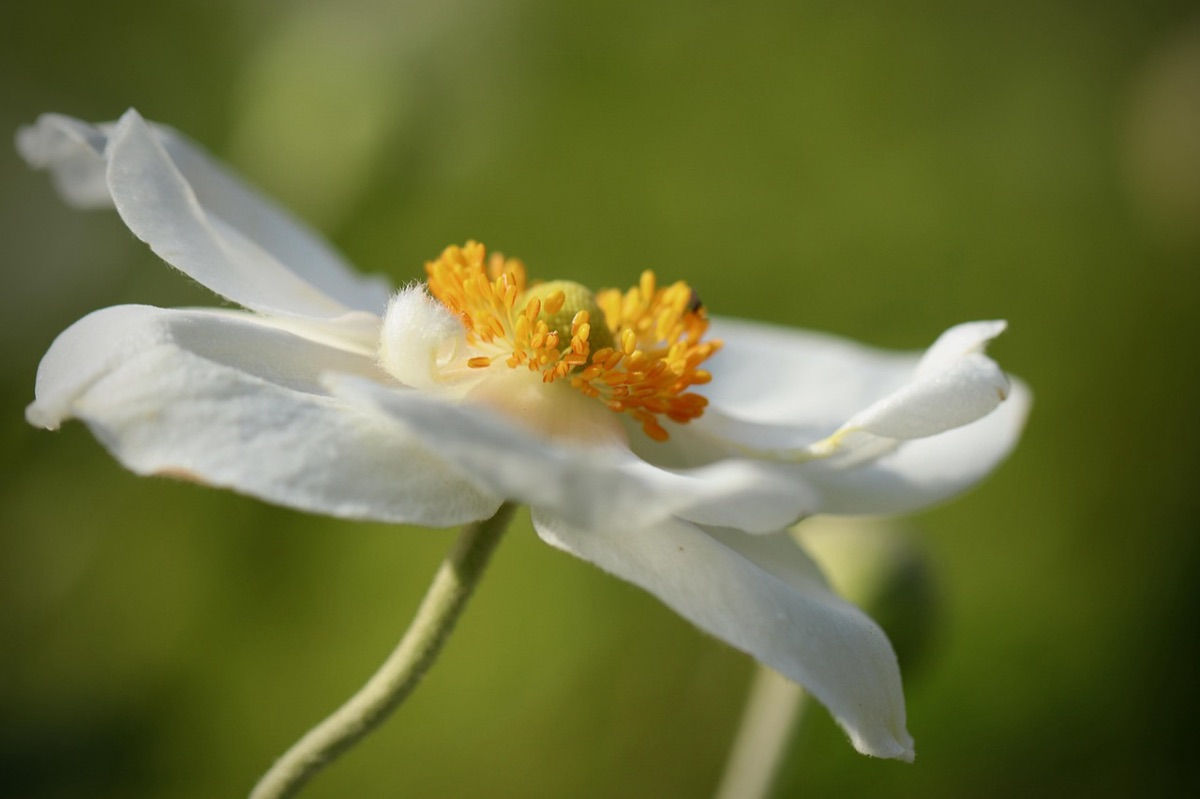 高さの異なる様々な植物のレイヤリング配置