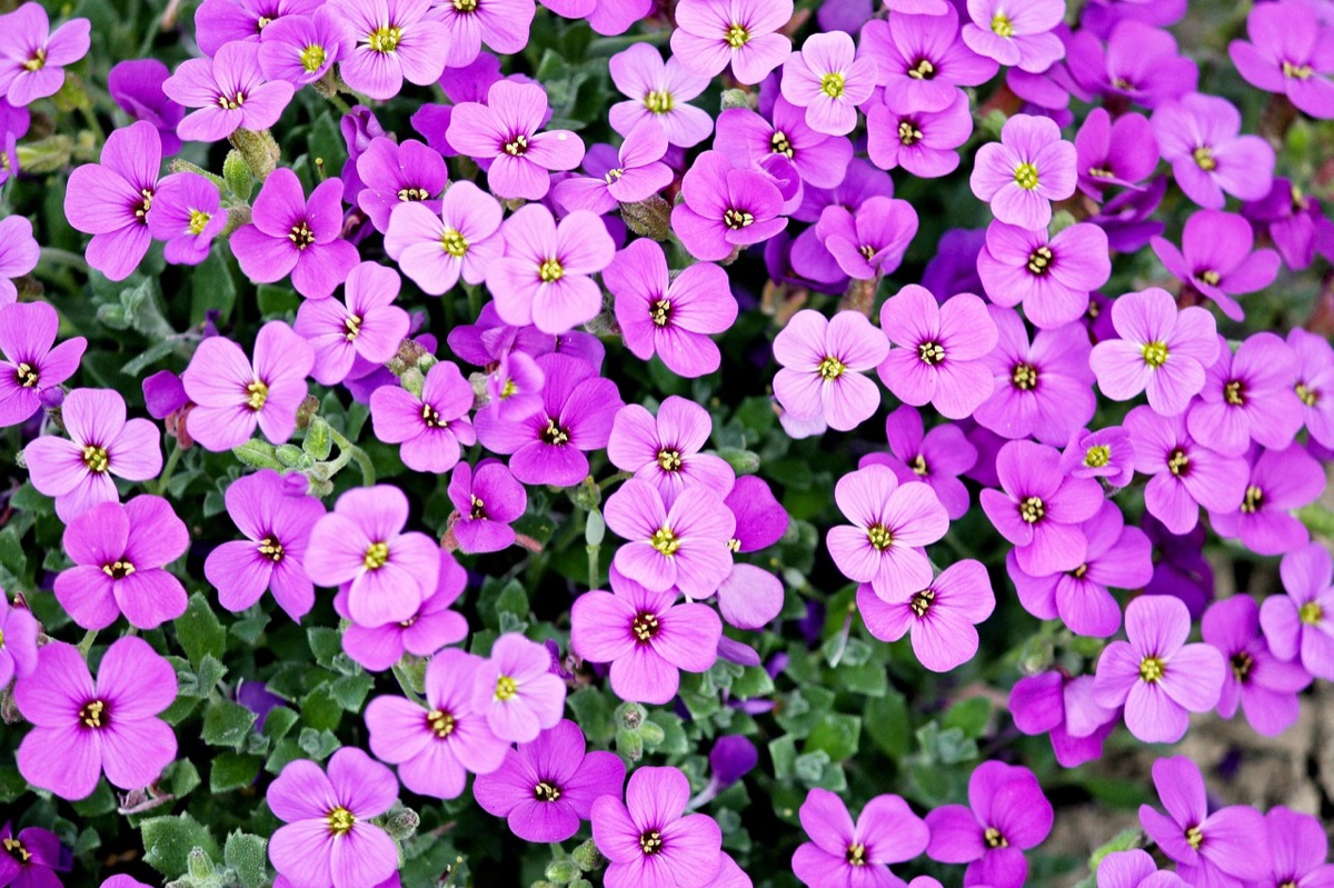 Gelaagde beplanting met siergrassen en bloemen