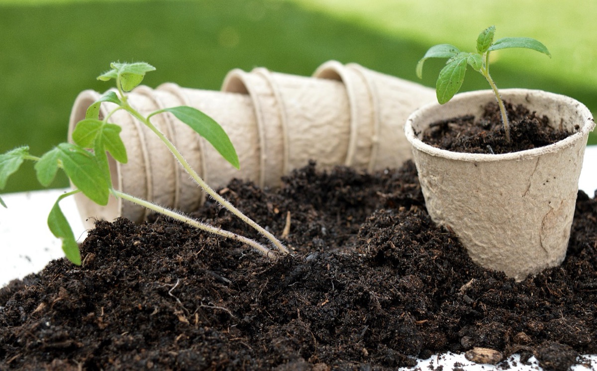 Mãos plantando mudas jovens em solo fértil e preparado para o jardim.