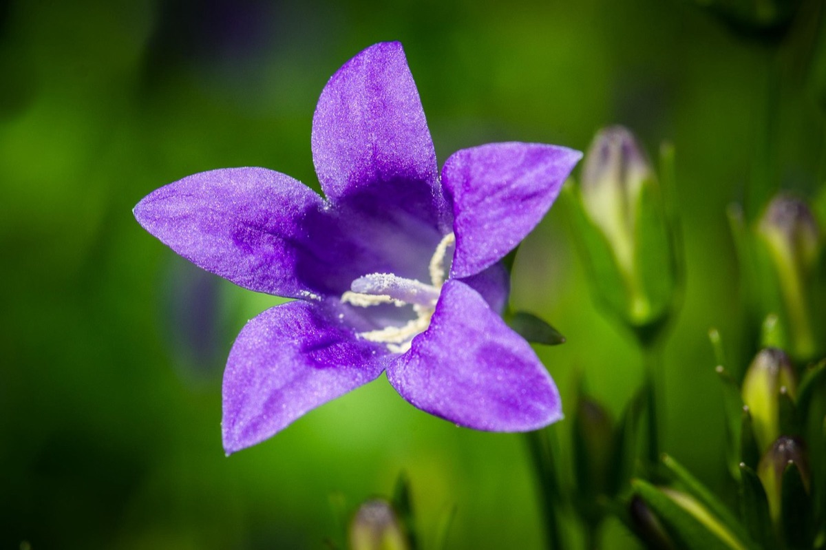 Wissenschaftliches Labor im Garten