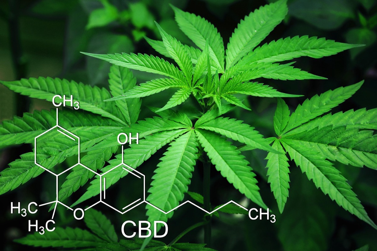 植物科学研究用植物標本