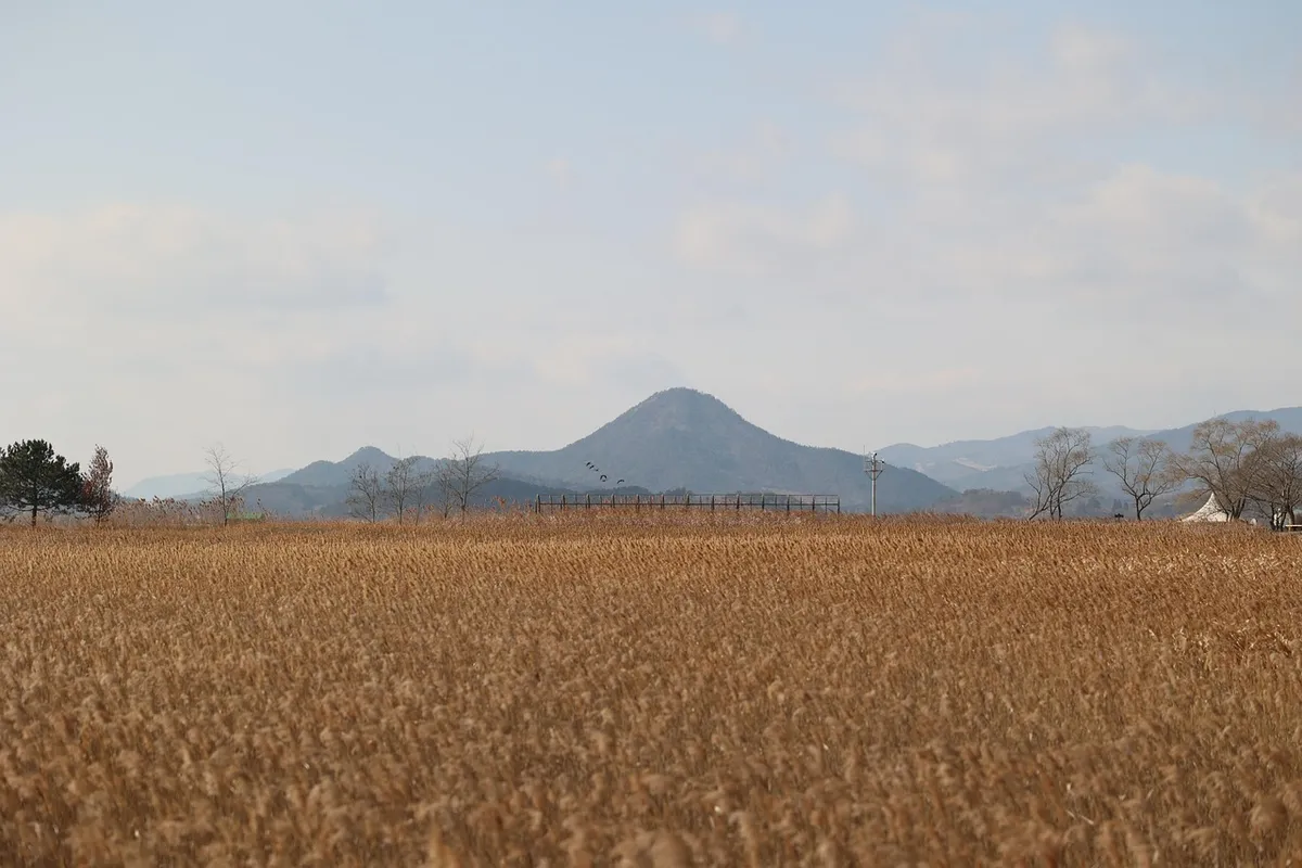 초원, 초가, 풀, Suncheon Bay, 자연, 풍경