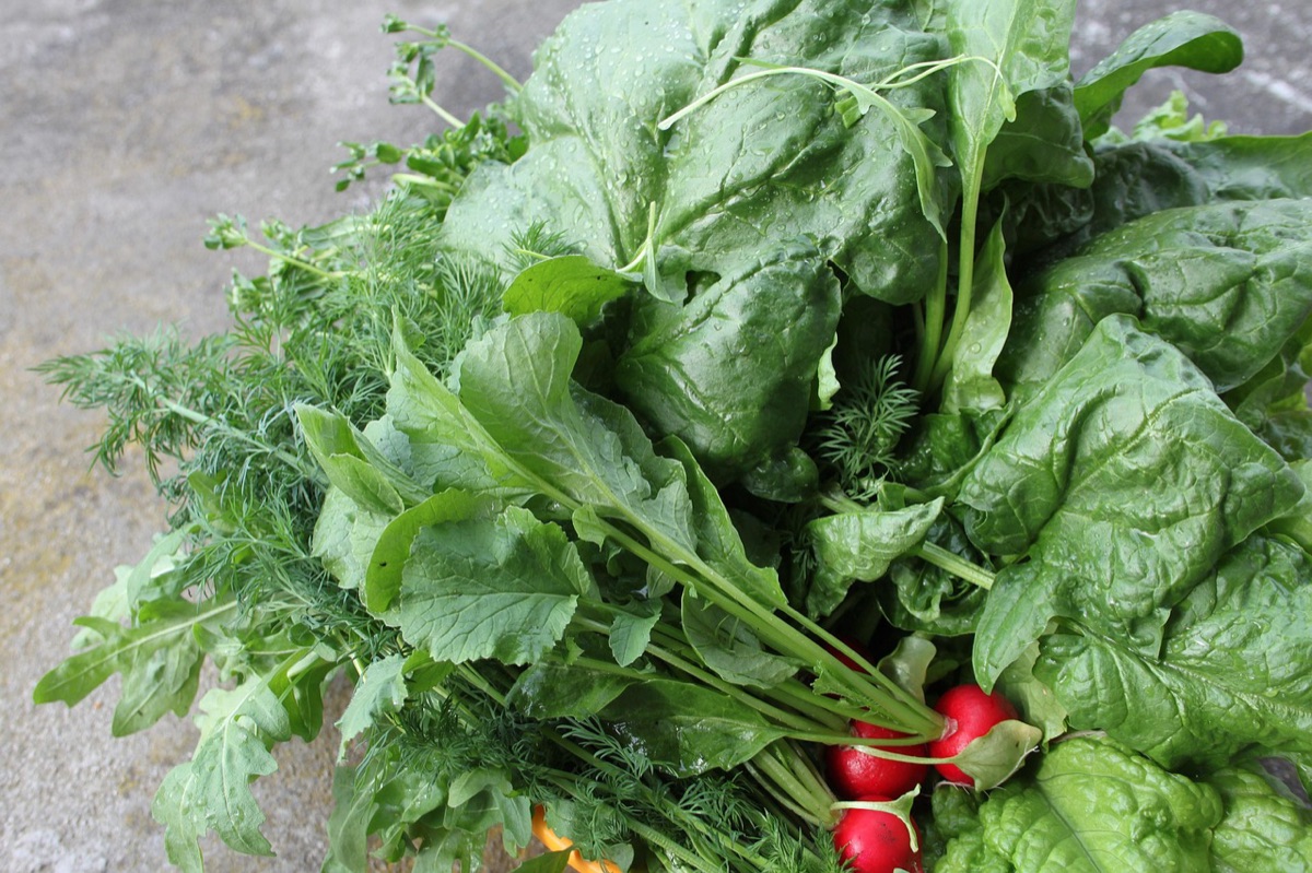 Frischer grüner Salat im Garten.