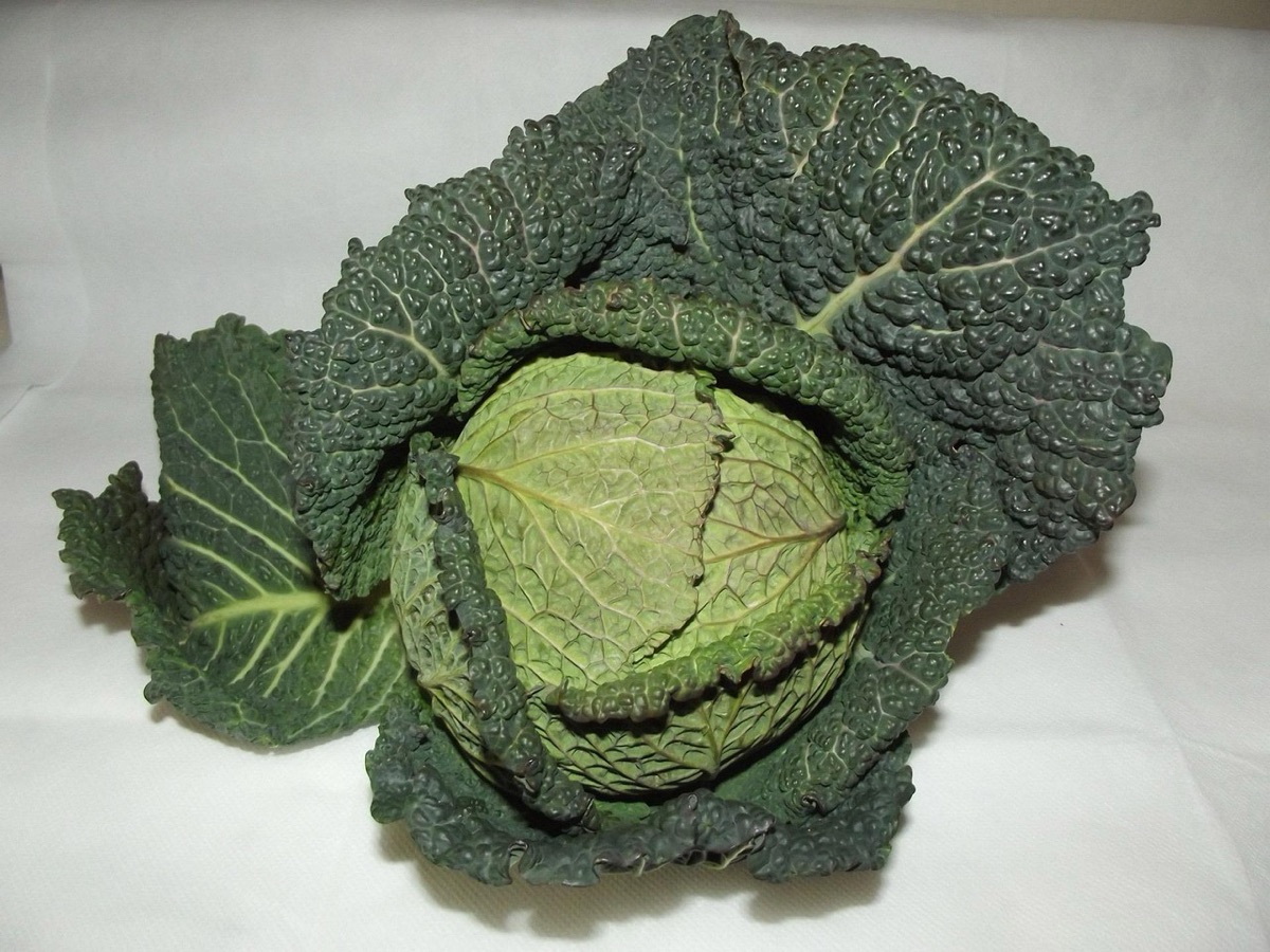 Manos cosechando hojas de lechuga fresca en un huerto.