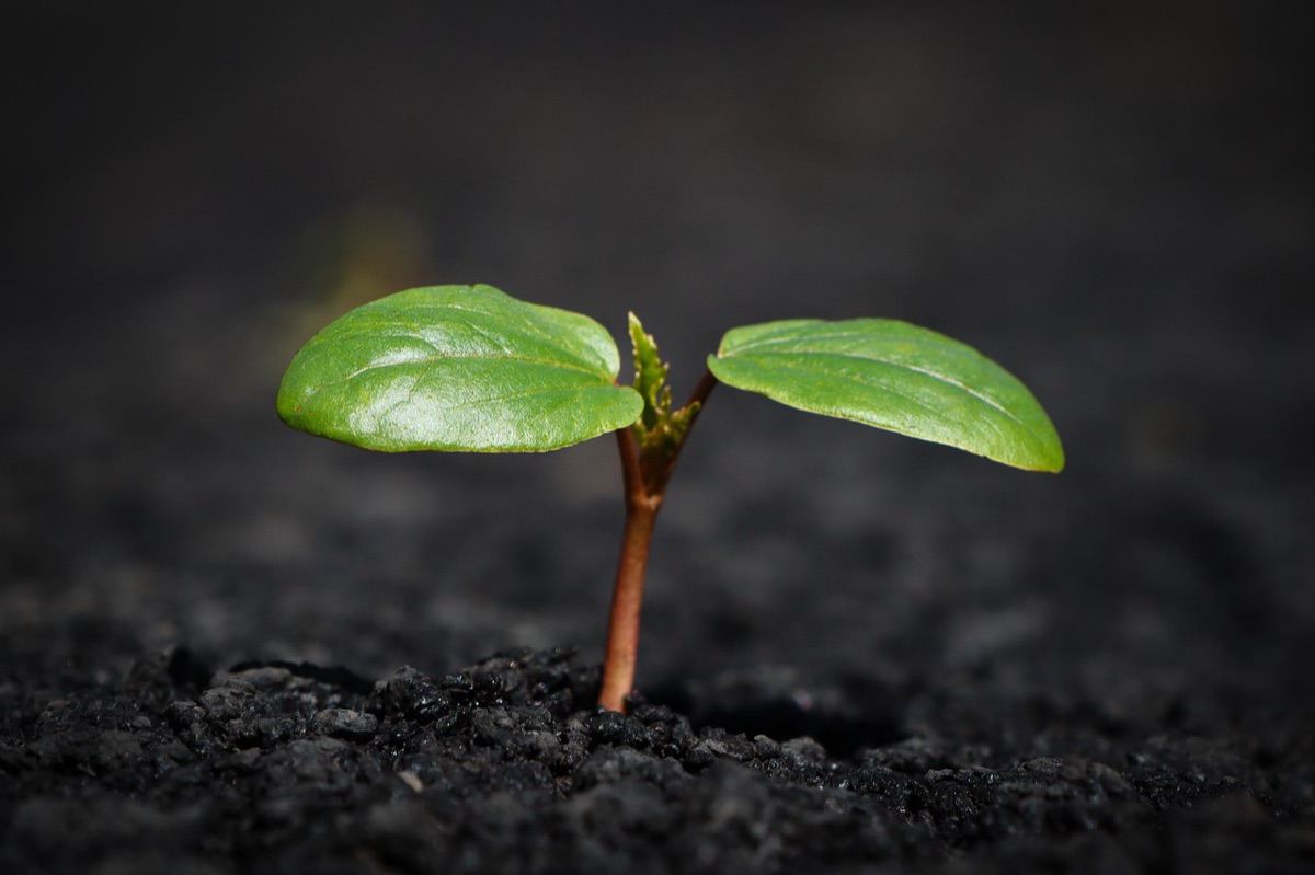Mains plantant une jeune pousse de laitue dans la terre.