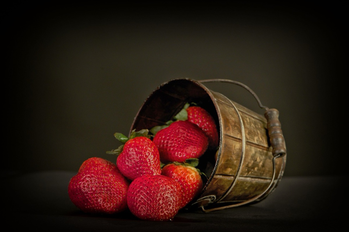Panier de récolte de laitues fraîches et croquantes.