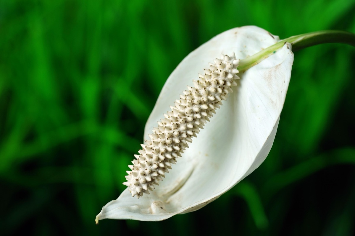 A peace lily with white blooms in a bright indoor setting.