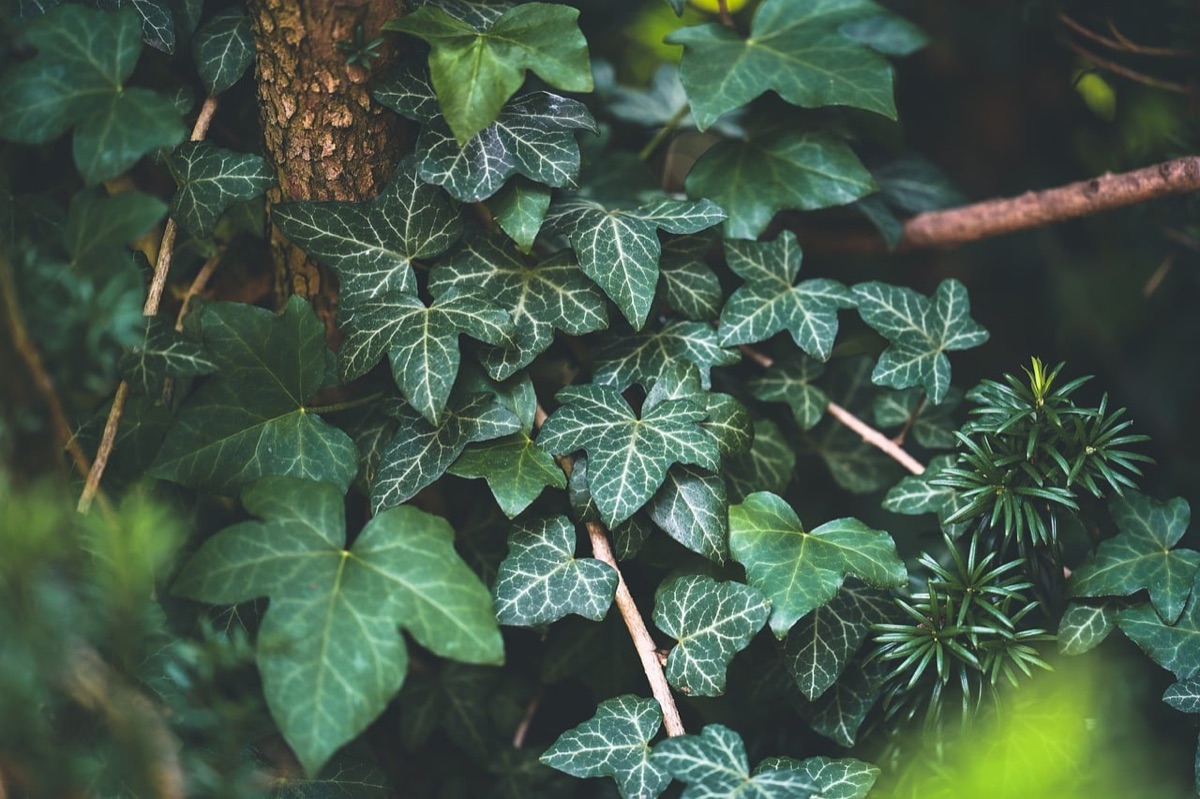 Green pothos ivy trailing from a hanging planter on a balcony wall.