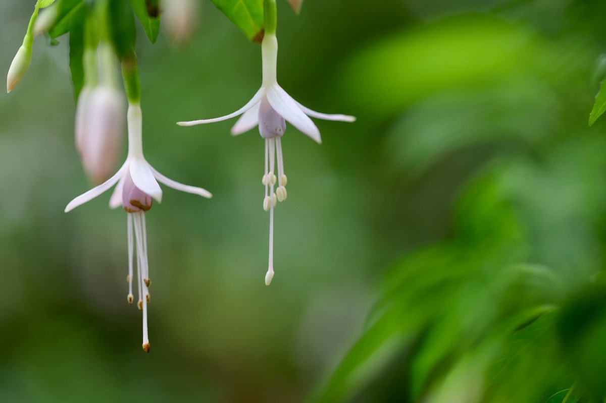 Uma planta Jiboia pendurada em um suporte de madeira em uma varanda.