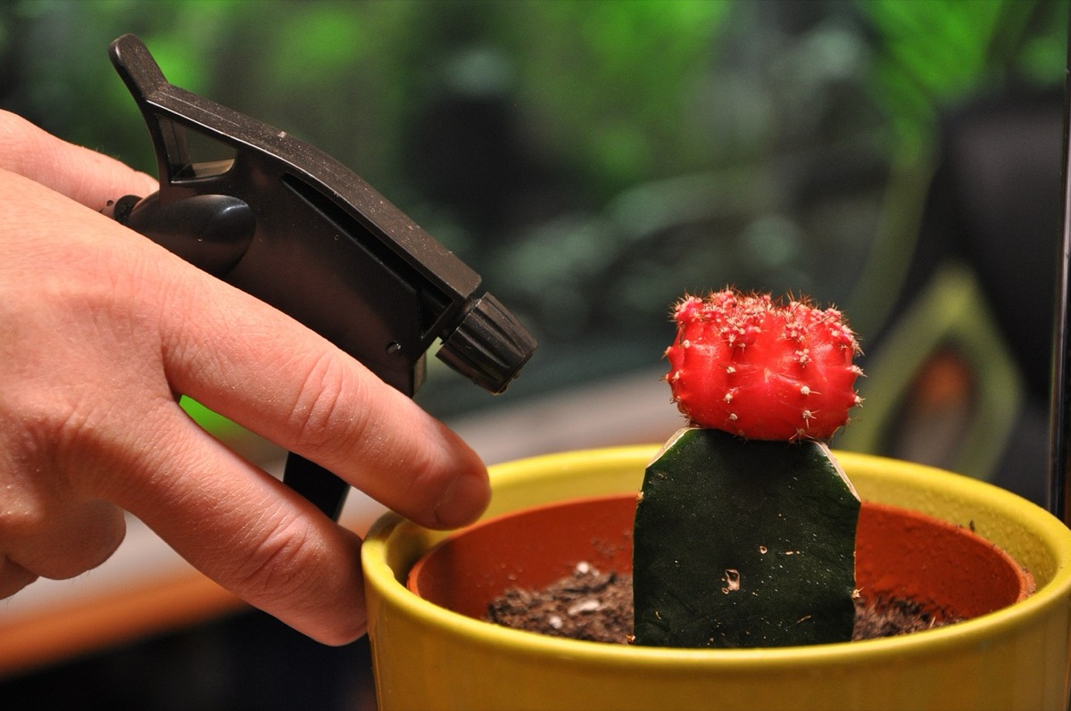 用噴霧瓶為室內植物澆水保濕