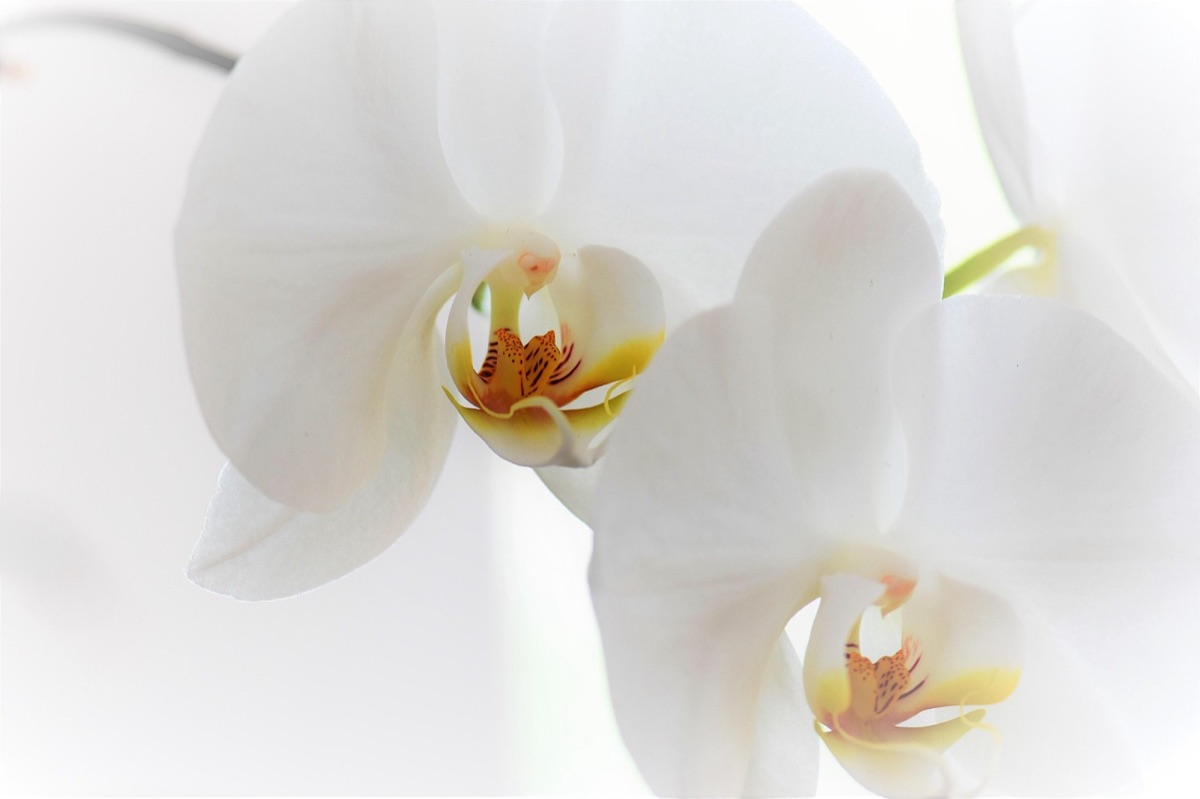 Orchideenmedium