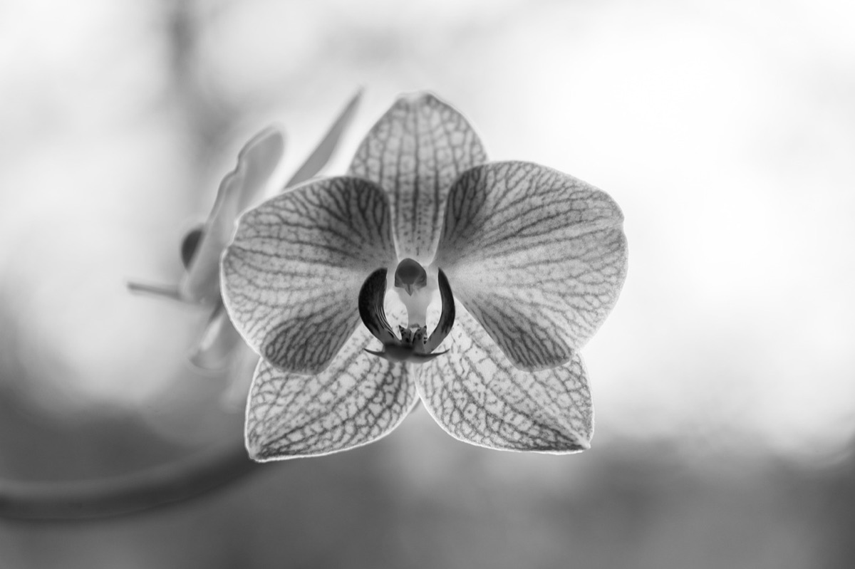 Substrato per orchidee