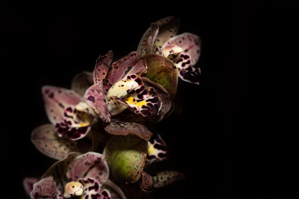 Potgrondtextuur voor orchideeën