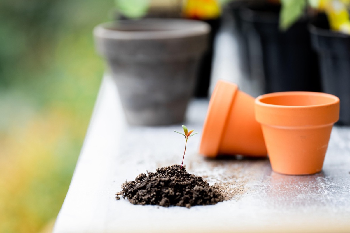 Orchid roots in specialized growing medium