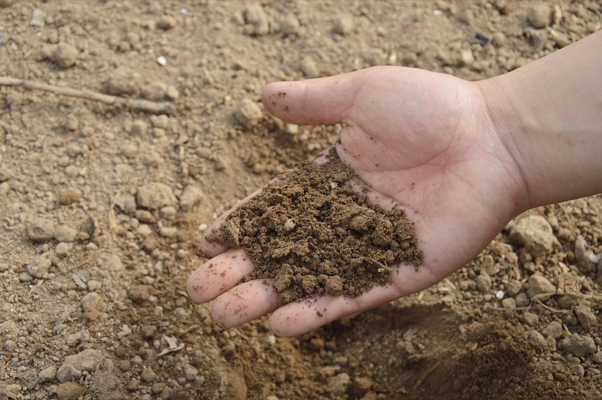 Assortment of granular fertilizers near vibrant green seedlings