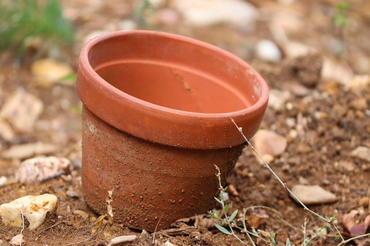 Abonando planta con líquido