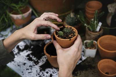 Rapporto NPK e fioritura: il segreto per un giardino vibrante