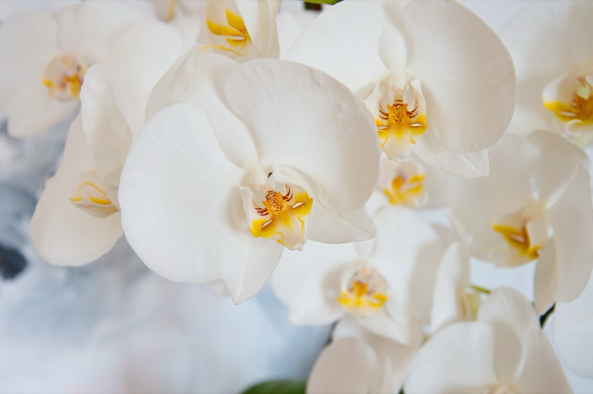 Orchideeënvoeding en potgrond