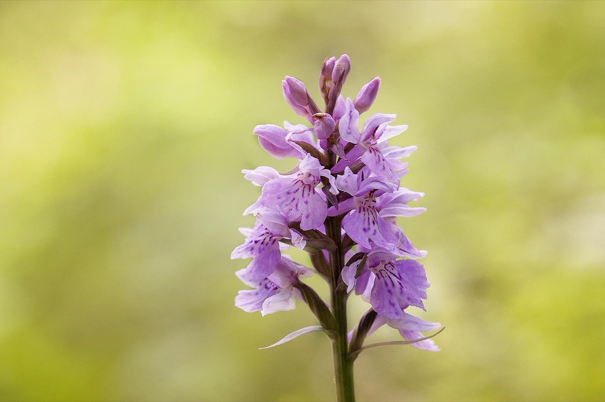Detalhe de substrato para orquídeas