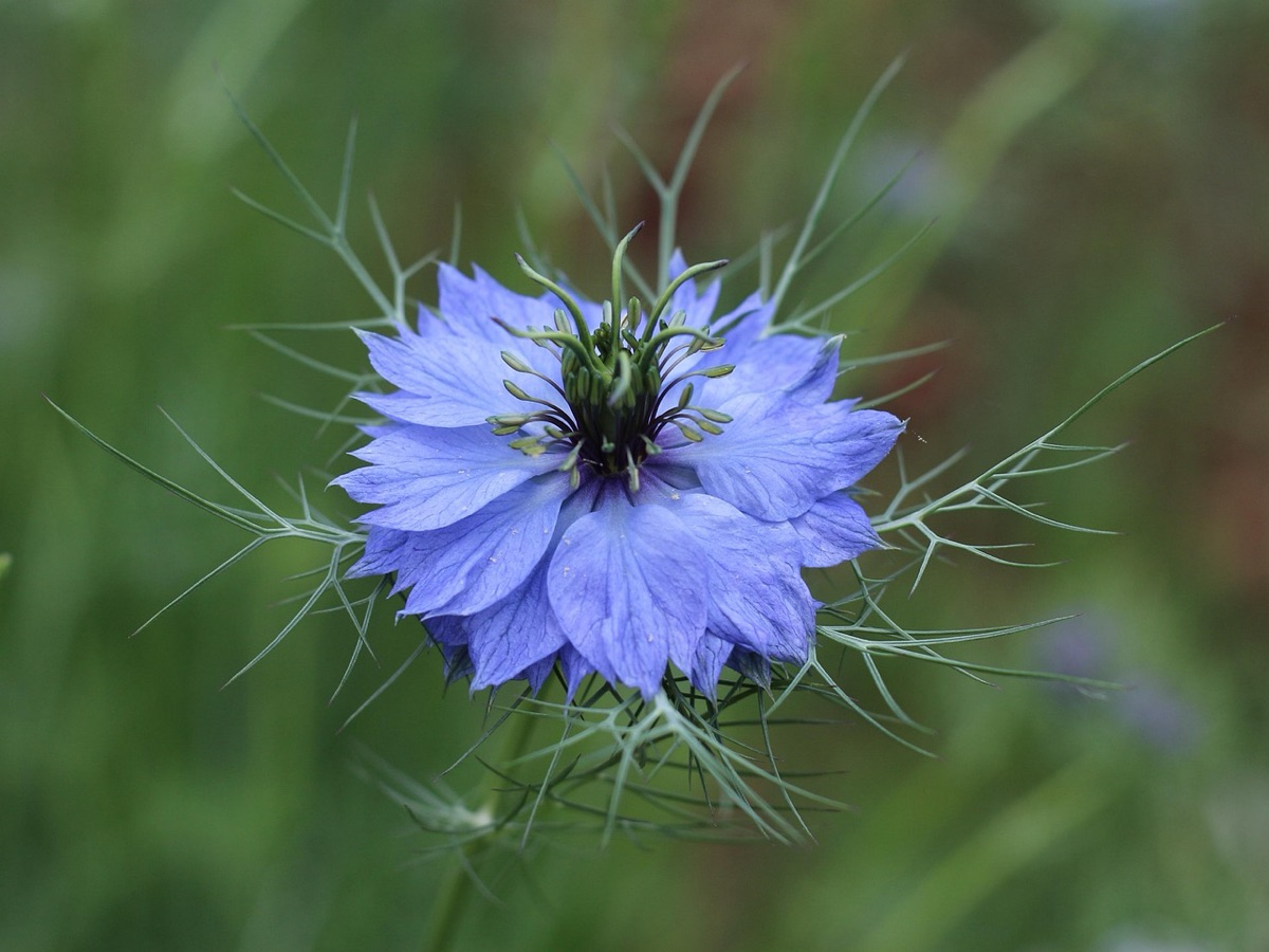 Garden Pests: Eco-Friendly Solutions for a Thriving Yard