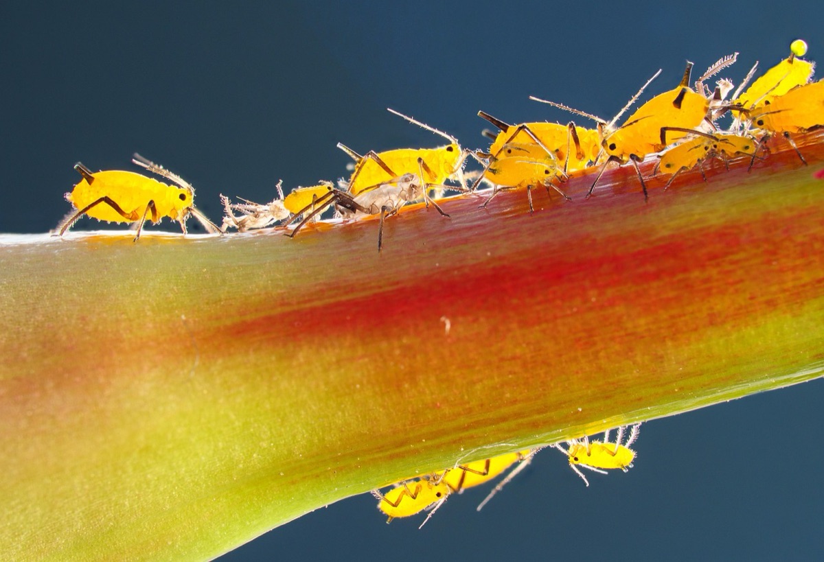 Aphids infestation on garden plant