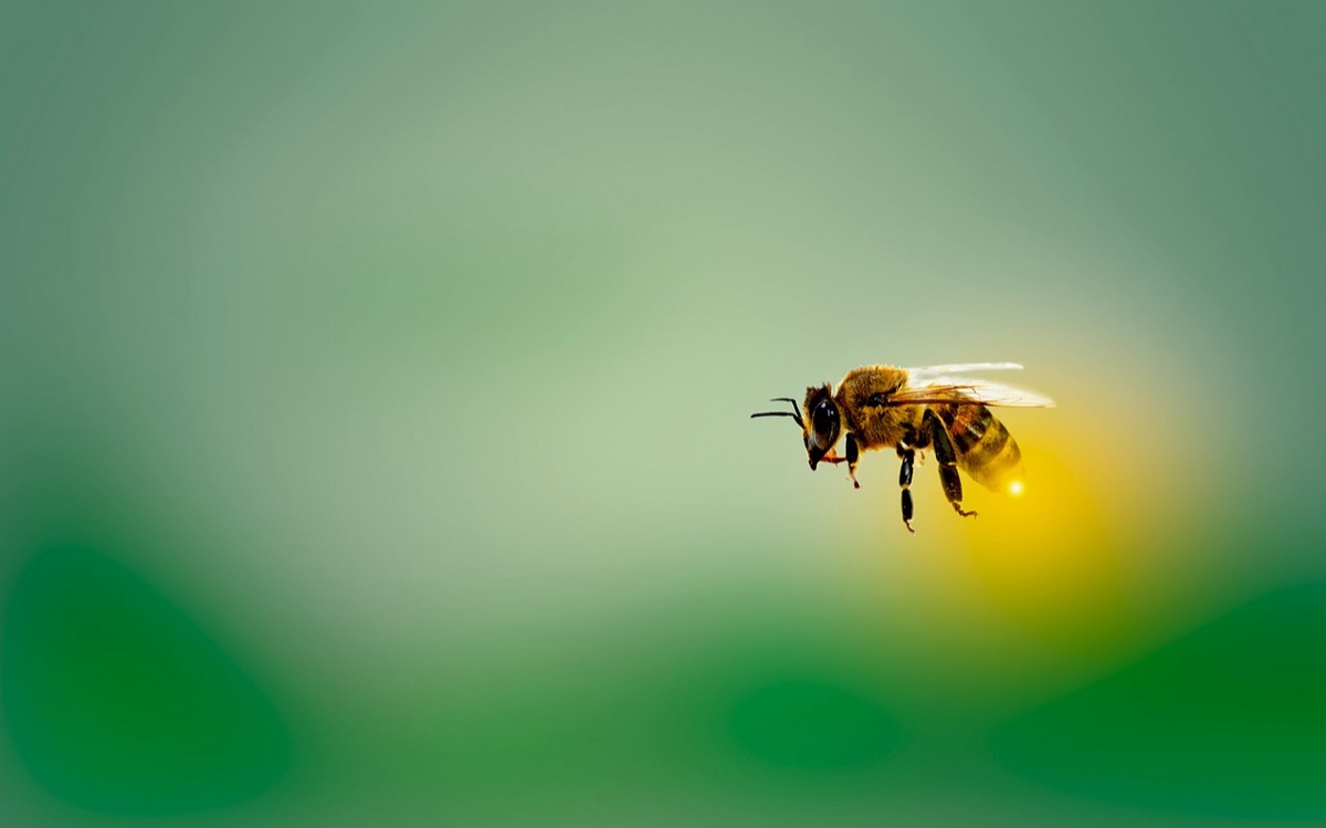 Biodiversidad controlando plagas en huerto