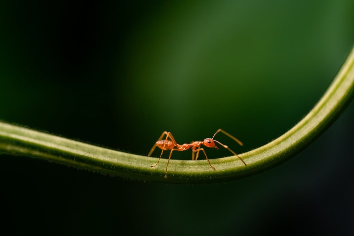 Biodiversité au service du jardin