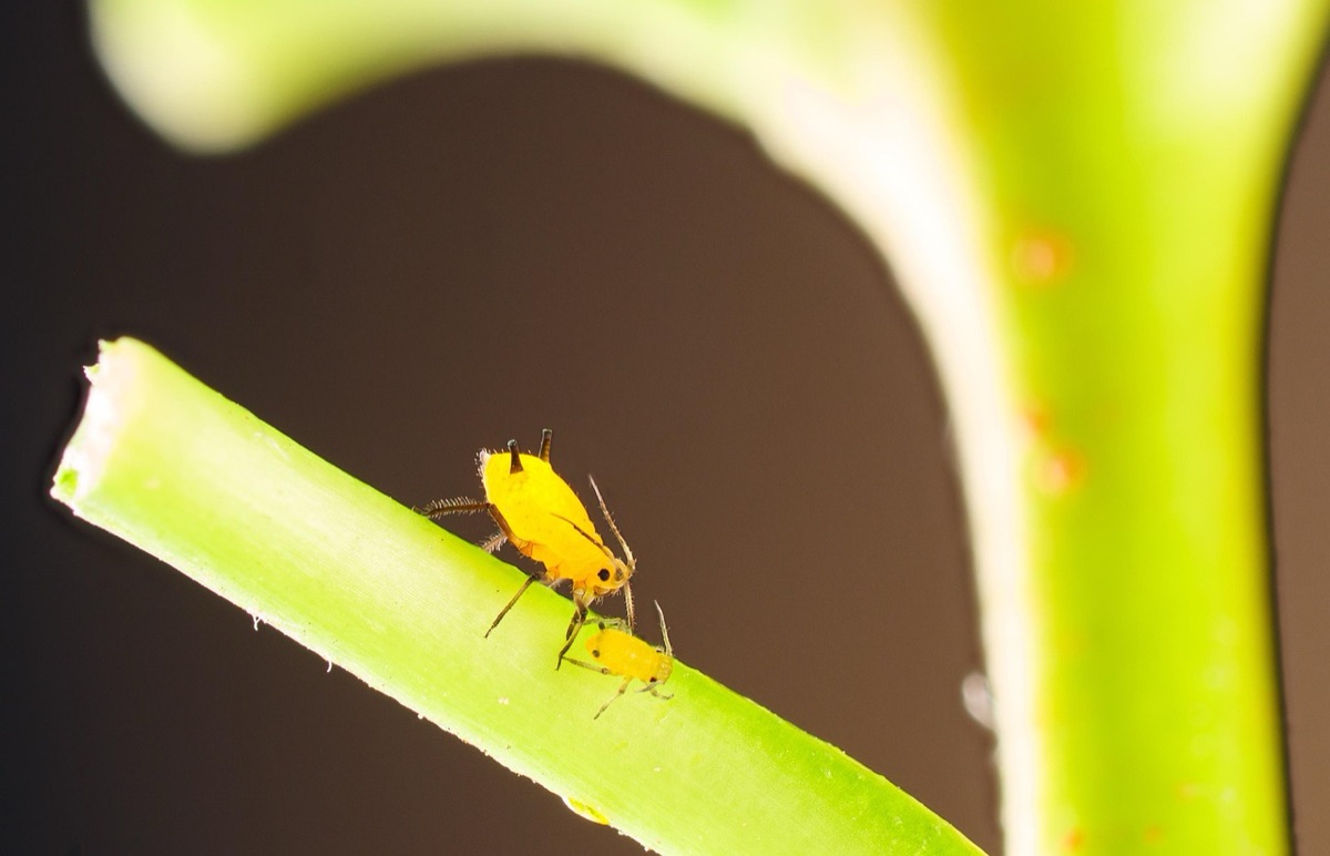 アブラムシが多い植物