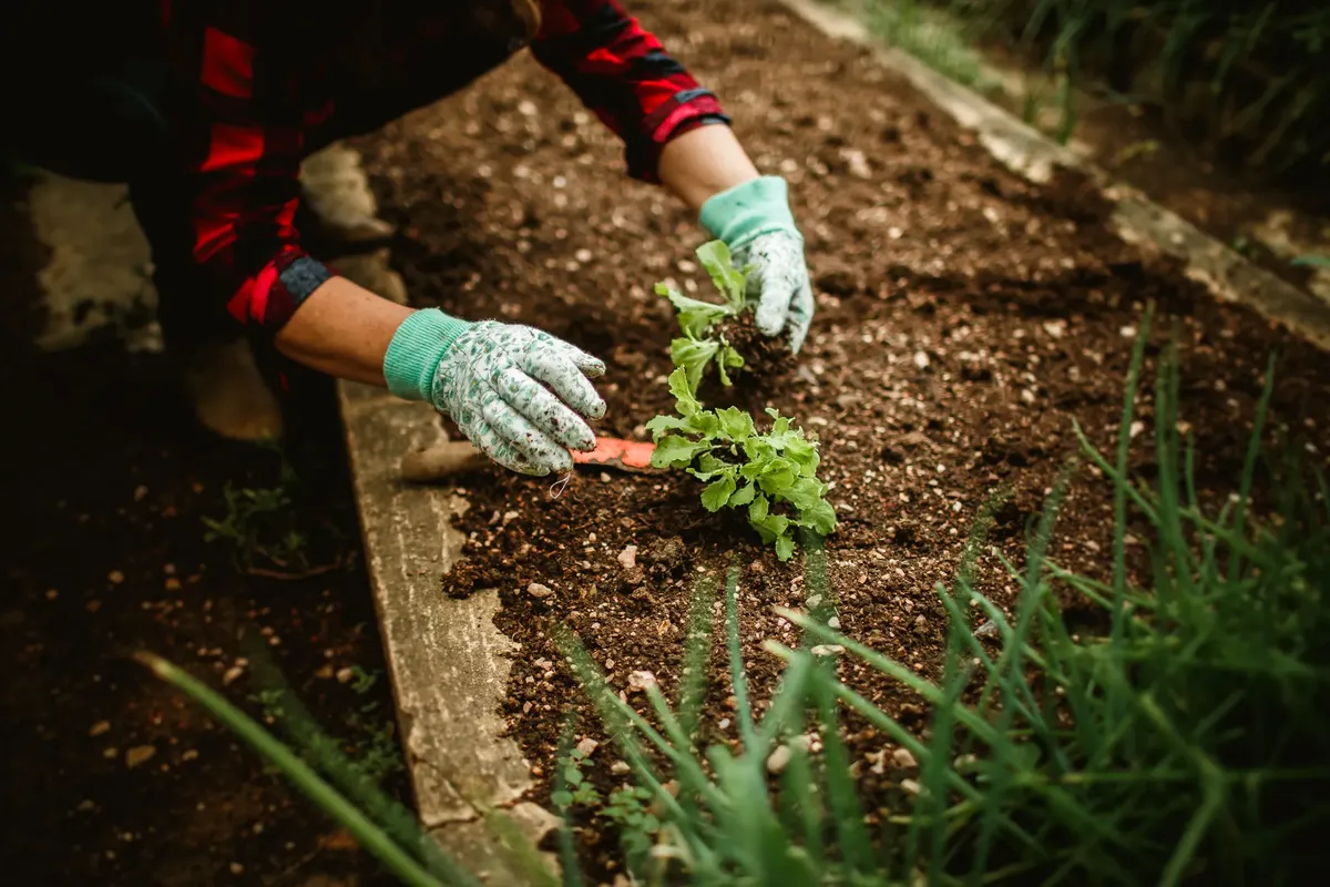 A person in gloves plants seedlings in a garden bed, showing garden care.