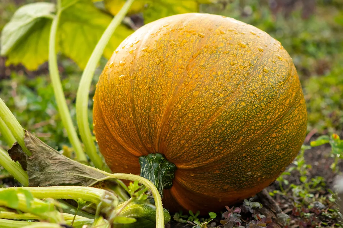 pumpkin, garden, squash, vegetable, food, plant, harvest, orange, nature, fall, autumn, halloween