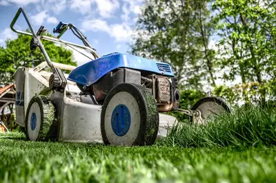 Pests guide Preventing mold on flowers for garden health
