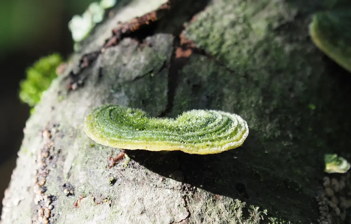 Detailed view of a green fungus growing on a tree bark, highlighting its texture.