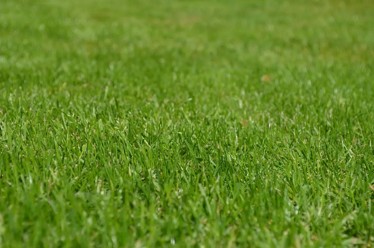 grasses, lawn, garden, ornamental grasses, greenery, meadow, yard, english lawn, nature, lawn, lawn, lawn, lawn, lawn, garden, yard, yard, yard, yard