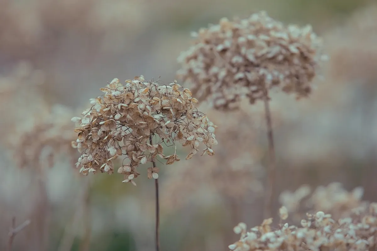 hydrangea, nature, bloom, flower background, blossom, flora, flower, winter, garden, plant, leaves, beautiful flowers, botany, petals, dry, flower wallpaper, fa