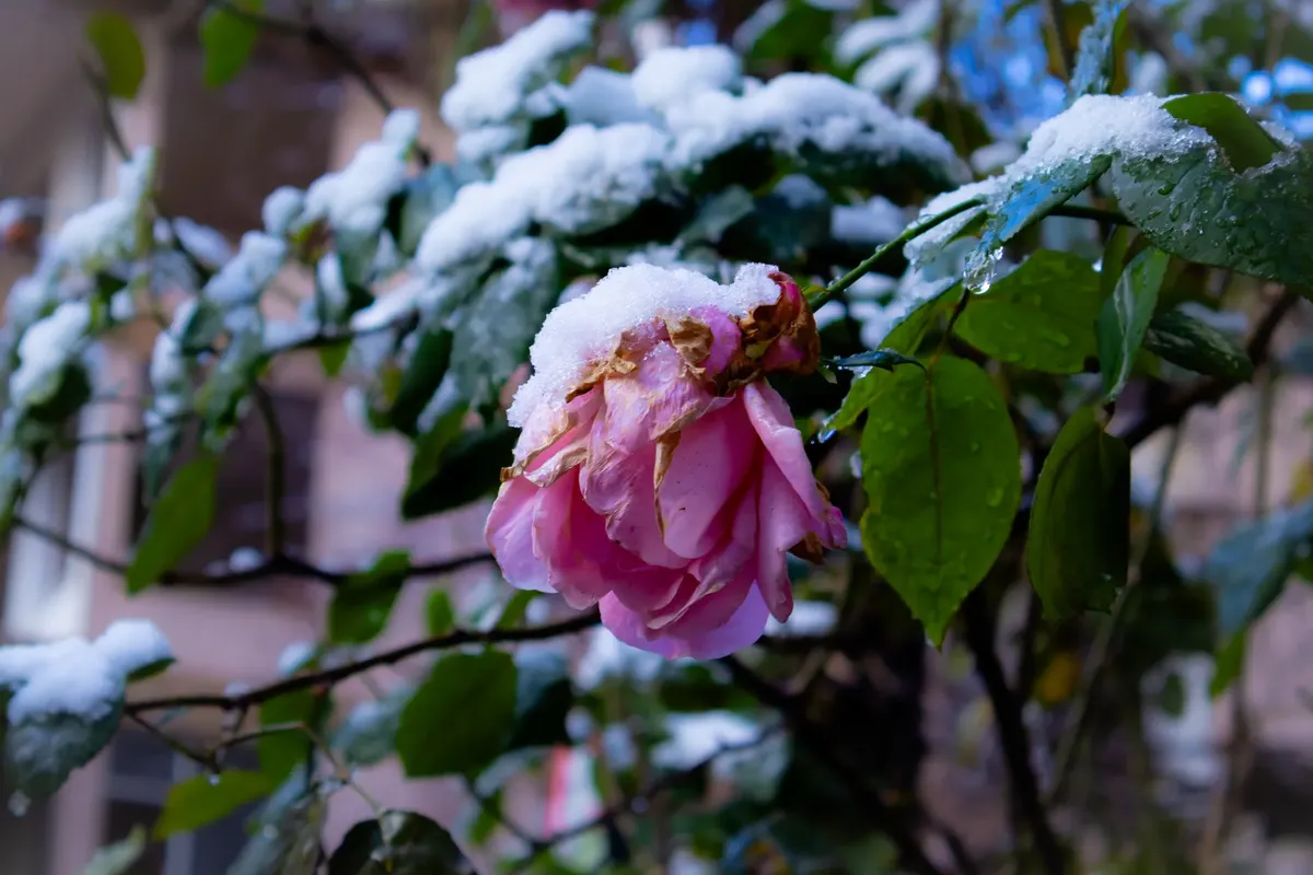イスタンブールの冬の園庭でピンクのロゼに雪が咲いている
