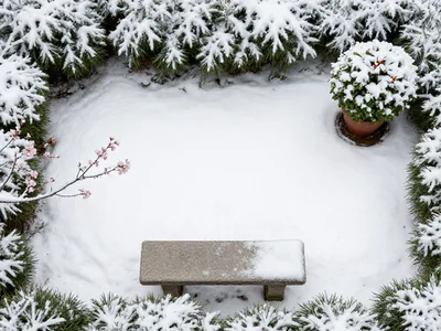 Winter garden flower picks: Tips for cold weather blooms