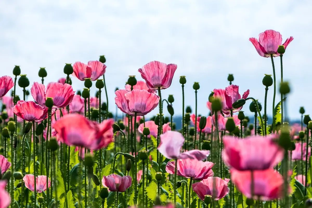 poppy, flower, pink poppy, pink flowers, beautiful flowers, blossom, bloom, flower wallpaper, flora, cultivation, agricultural, horticulture, nature, plants, fi