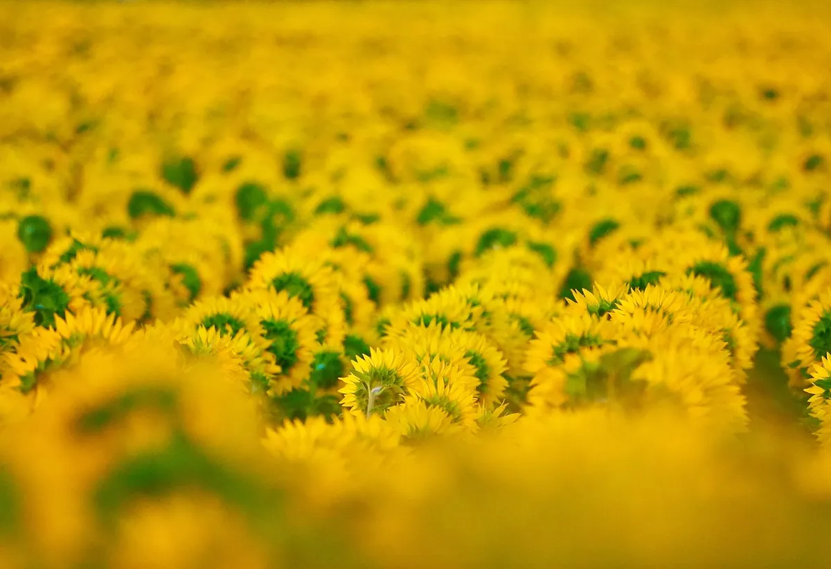 sunflowers, field, summer, agriculture, flowers, yellow flowers, bloom, blossom, plantation, cultivation, nature, monoculture, flower wallpaper, beautiful flowe