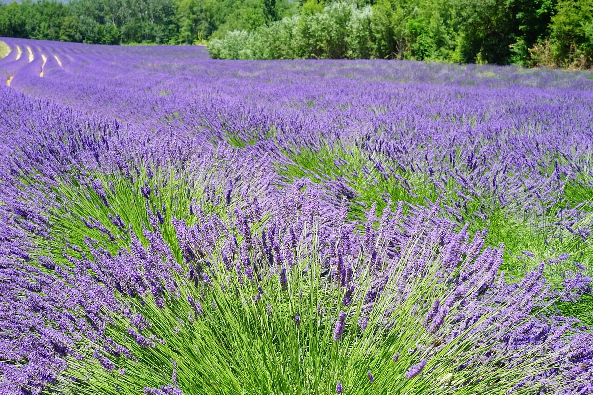 lavenders, flowers, lavender field, purple flowers, bloom, blossom, flora, flower background, nature, lavender flowers, beautiful flowers, lavender cultivation,