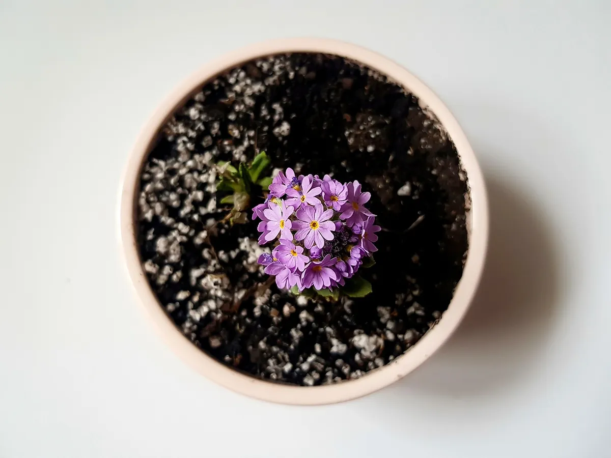 花、咲き誇る、花の背景、花瓶、植物、ポットされた植物、ポットされた花、美しい花、紫の花、花ウォールペーパー、自然、小さな花、咲き誇る