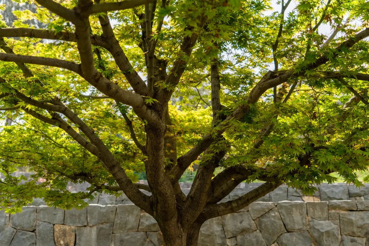 Beautiful Acer palmatum tree with vibrant leaves in a tranquil setting.