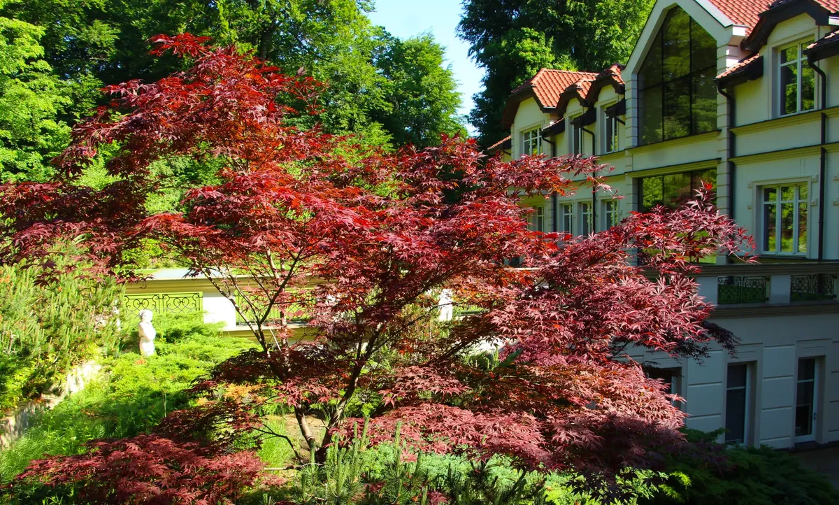Beautiful garden view with red maple and elegant sculpture near a classic house.