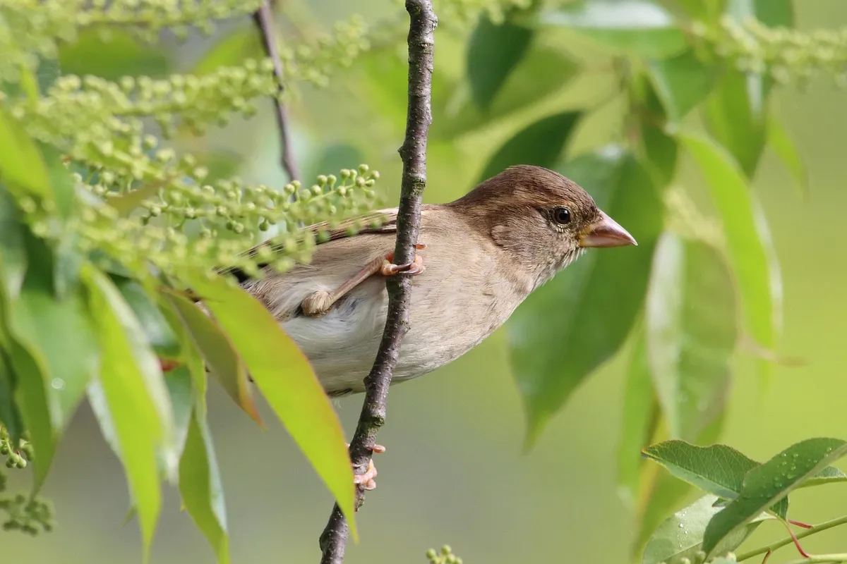 sparrow, bird, animal, beak, feathers, plumage, leaves, tree, branch, forest, nature, birdwatching