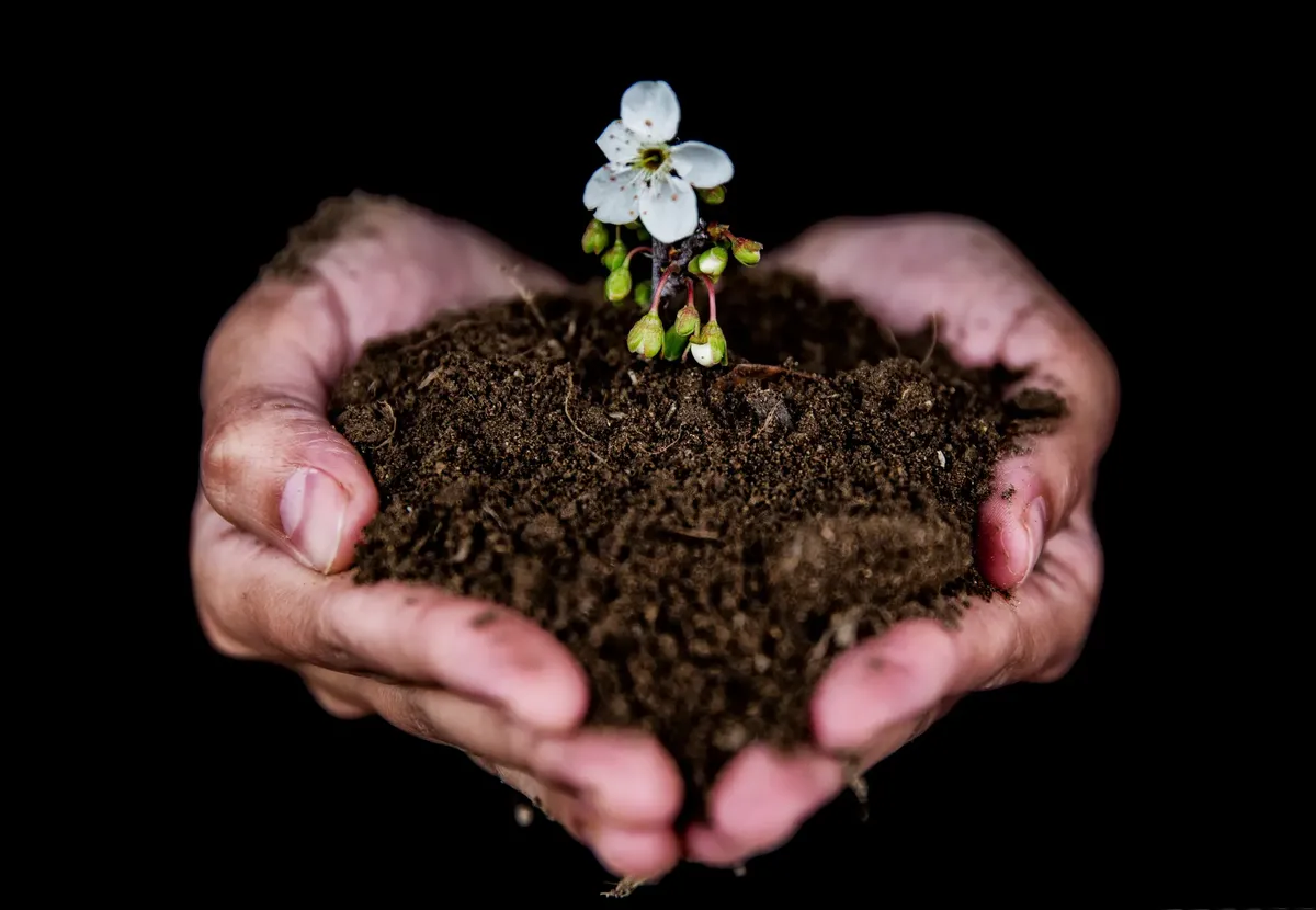 Close-up of hands holding soil with a blooming white flower, symbolizing growth.
