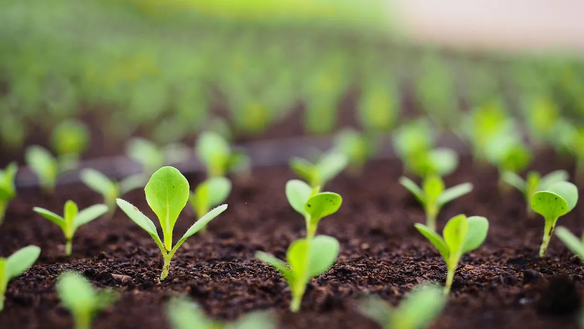 sprouts, soil, farm, garden, farming, gardening, grow, growing, green, sprouting, plants, agriculture, nature, sprouts, sprouts, soil, soil, soil, soil, soil, s