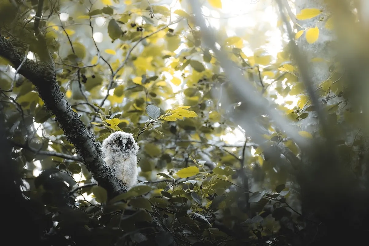 owl, chick, tree, forest, wilderness, camouflage, foliage, moss, survival, nature, daylight, branch, hidden, tail, yellow, youth, lonely, fledgling, feathers, s