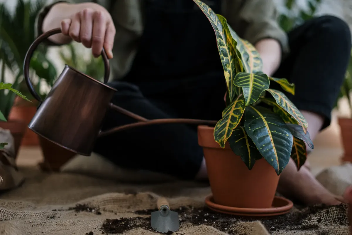 Person watering a potted croton plant indoors with a can, emphasizing home gardening.