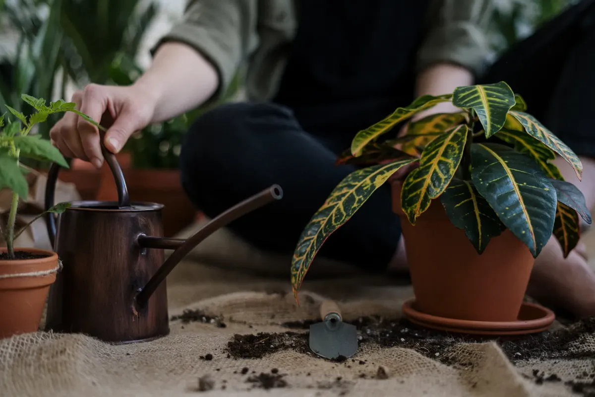 A gardener tending to houseplants indoors with a watering can and trowel.