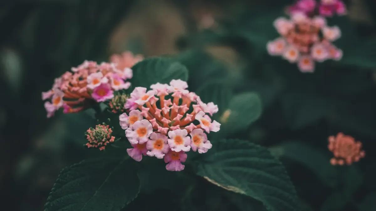 A stunning close-up of pink lantana flowers showcasing vibrant colors and natural beauty.