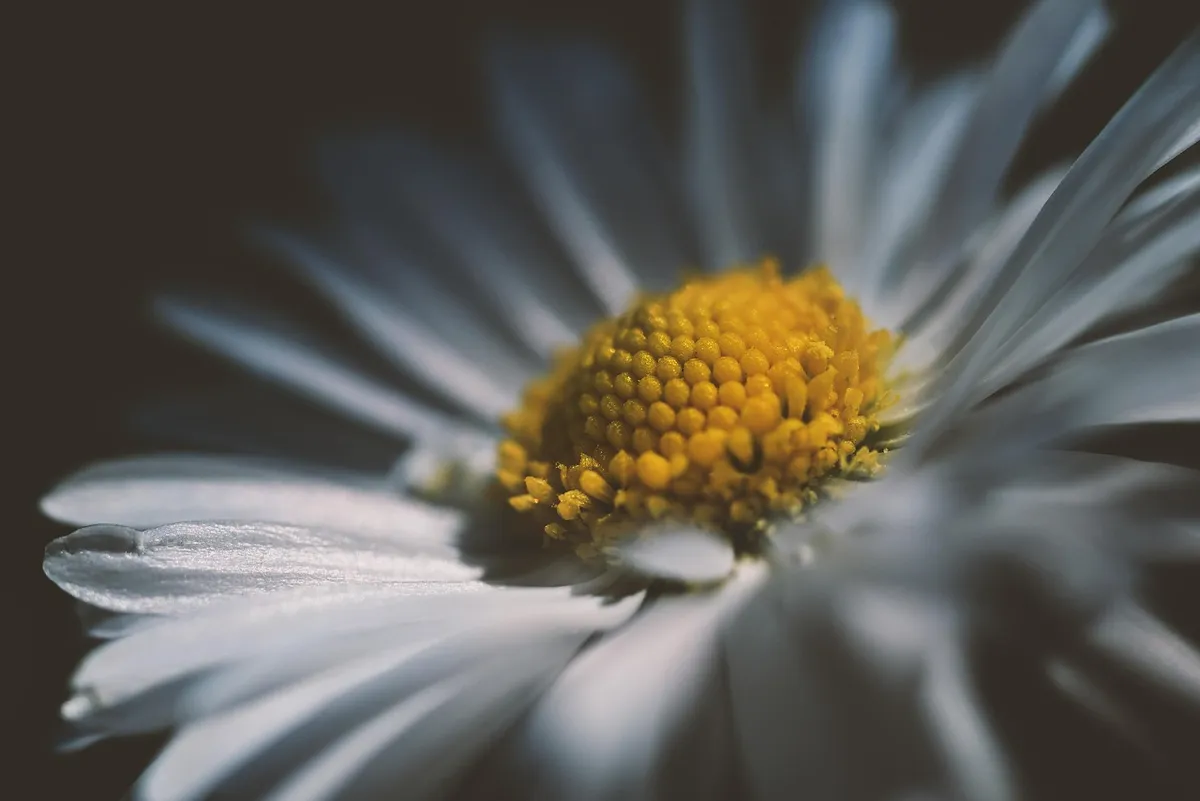 daisy, beautiful flowers, flower background, flower wallpaper, flower, petals, stamen, garden, spring, nature